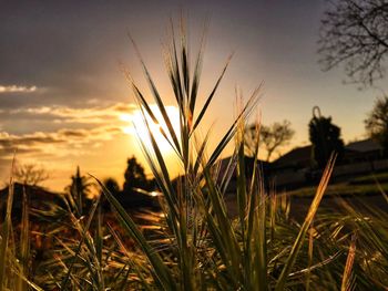 Close-up of wheat growing on field against sky at sunset