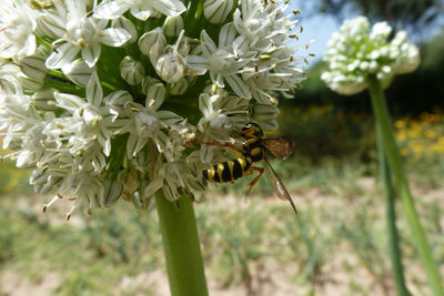 Close-up of bee on flower