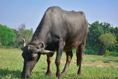 Indian buffalo grazing in the meadow