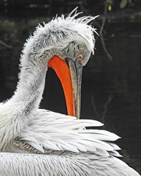 Close-up of a bird