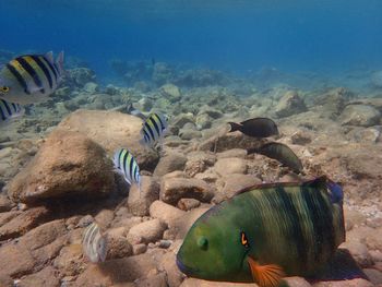 Fishes swimming in sea