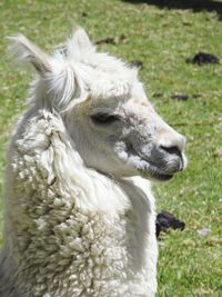 Close-up of sheep on field