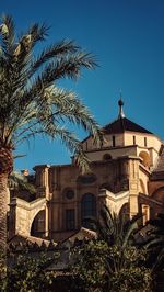 Palm trees and buildings against blue sky