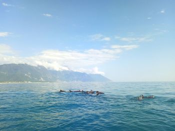 Whales swimming in sea against sky