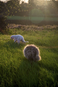 View of a dog on field