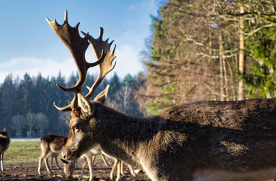 Deer in a field