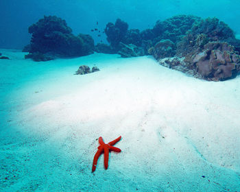 View of fishes swimming in sea