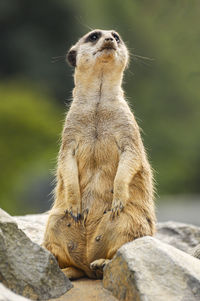 A female meerkat standing on a stone and watching the surroundings.