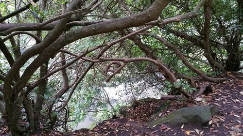 Trees growing in forest