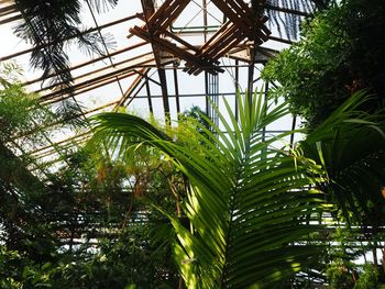 Low angle view of palm trees against sky