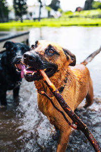 Close-up of dog looking away