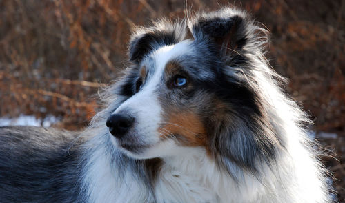 Close-up of dog during winter