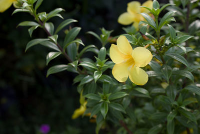 plant