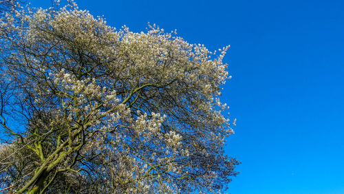 Low angle view of trees against clear blue sky