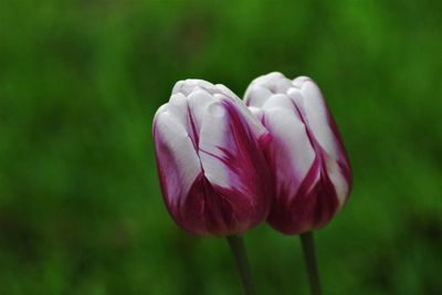 Close-up of pink flowers