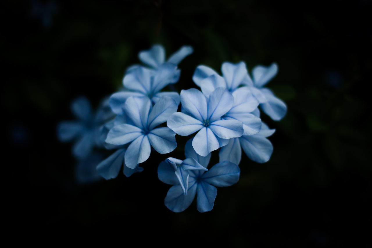 CLOSE-UP OF BLUE FLOWERING PLANTS