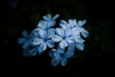 Close-up of blue flowering plant