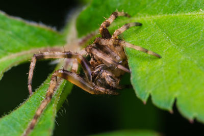 Close-up of insect on leaf