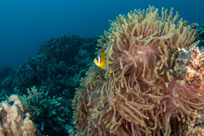 Fish in sea