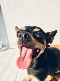 Close-up of a dog