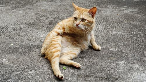 High angle view of cat sitting on street