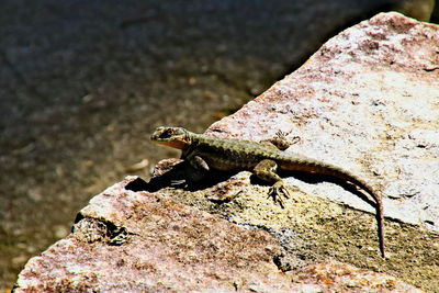 Close-up of lizard on rock
