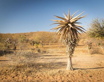 Plants on field against clear sky