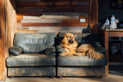 Dog resting on sofa