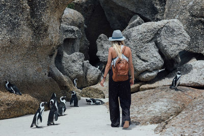 Woman with penguins walking at beach