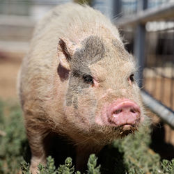 Close-up of a pig outside