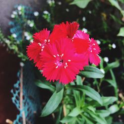 Close-up of pink flower