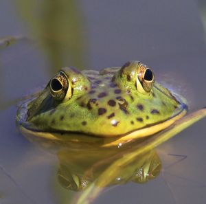 Close-up of turtle in water