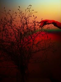 Cropped hand touching bare tree during sunset