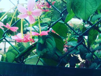 Close up of flowers