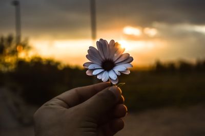 Close-up of hand holding flower