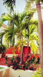 Low angle view of palm trees