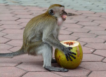 Close-up of monkey with coconut on street