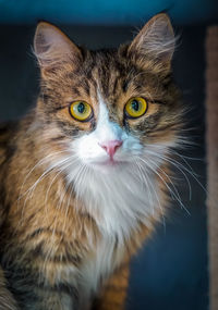 Close-up portrait of cat