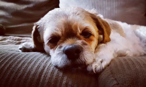 Close-up of dog resting on sofa at home