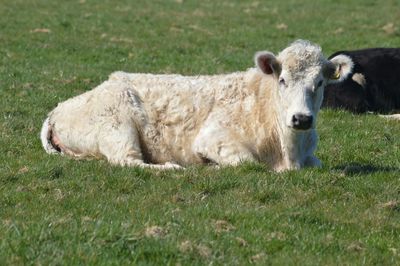 Sheep grazing on grassy field