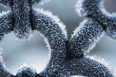 Close-up of frozen plant