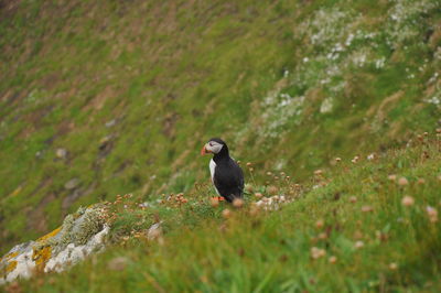 Puffin sitting in the grass