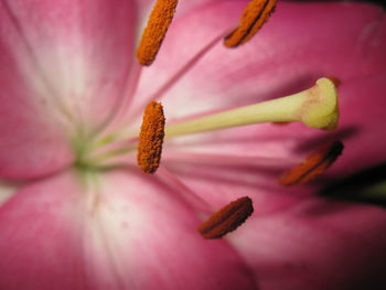 Close-up of pink flower blooming outdoors