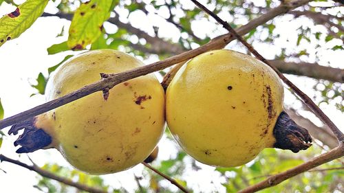 Low angle view of fruits on tree