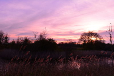 Plants growing on land against romantic sky at sunset