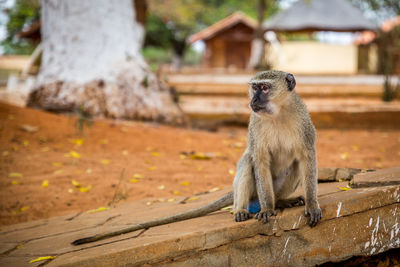 Monkey looking away