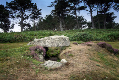 Stone wall by trees in forest