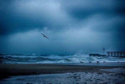 View of birds flying over calm sea