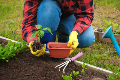 Hand of gardener seedling young vegetable plant in the fertile soil. farmer planting organic peppers