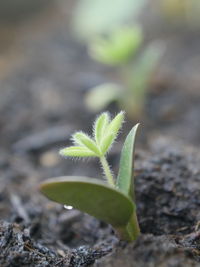 Close-up of young plant